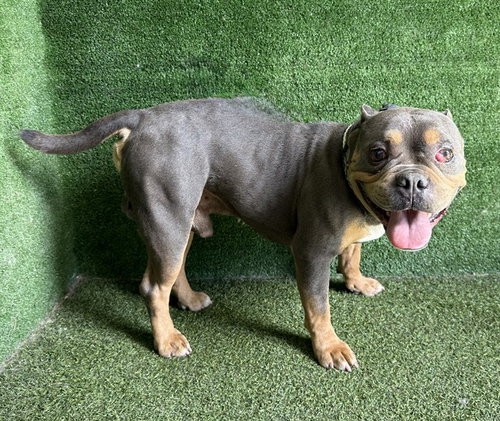 picture of the dog needing adoption