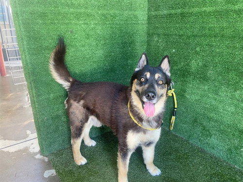 picture of the dog needing adoption