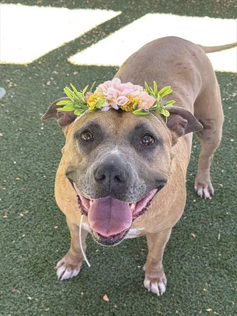Bella - Pit Bull Terrier