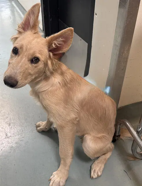 Tangerine - German Shepherd Dog