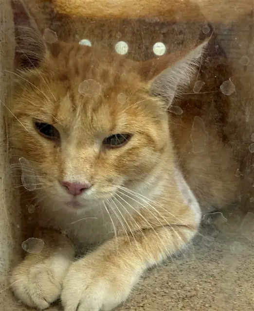 Orangino - Domestic Short Hair