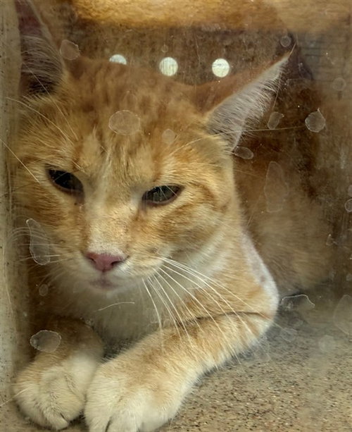 picture of the cat needing adoption