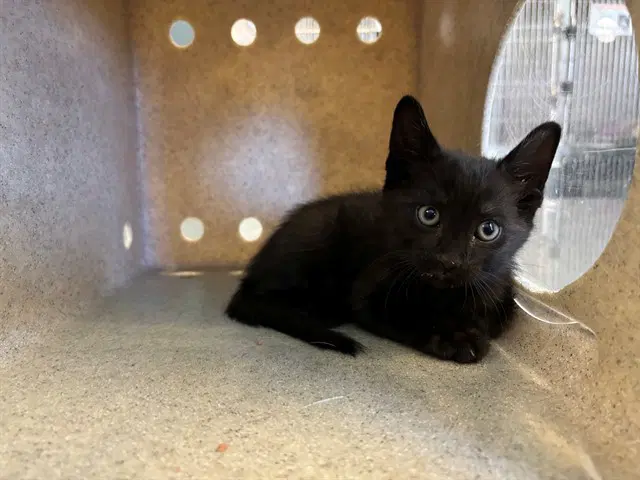 Mario - Domestic Short Hair