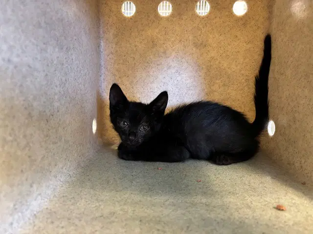 Luigi - Domestic Short Hair