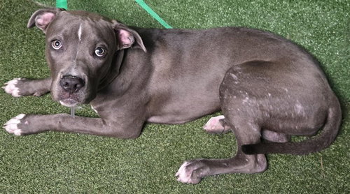 picture of the dog needing adoption