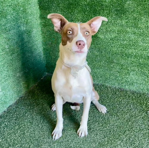 picture of the dog needing adoption