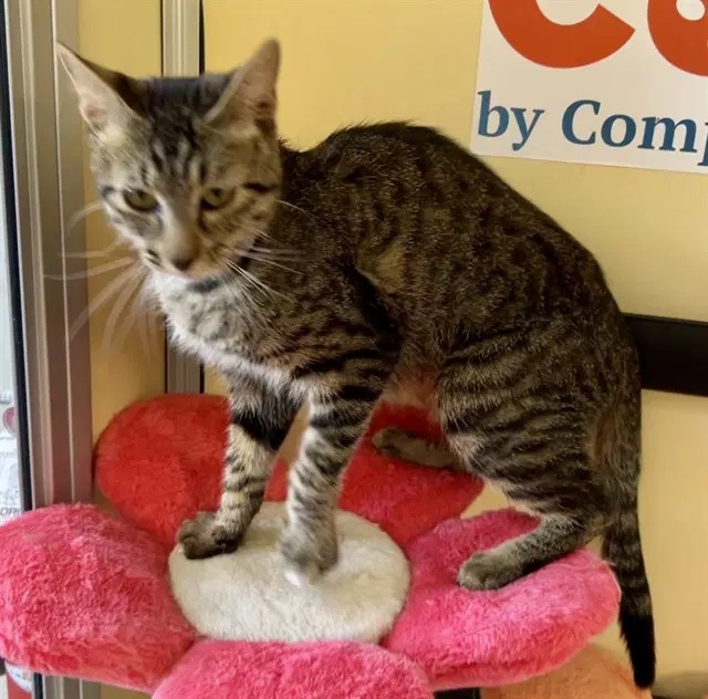 Coral - Domestic Short Hair