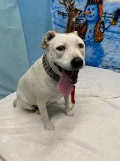 Baby - Pit Bull Terrier
