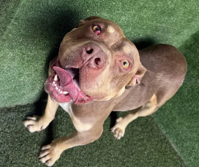 Brownie - Staffordshire Bull Terrier