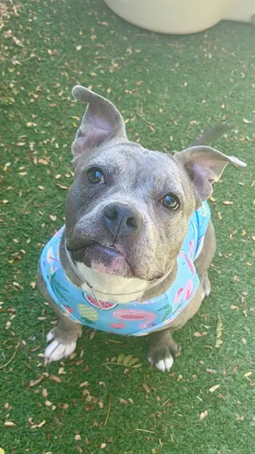 Ventura - American Pit Bull Terrier