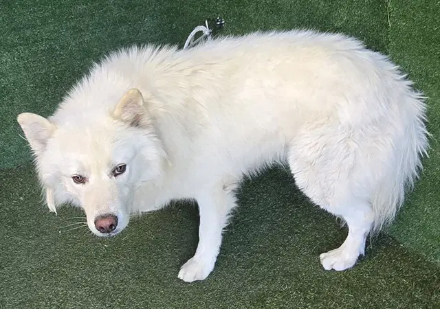 Koda - Samoyed