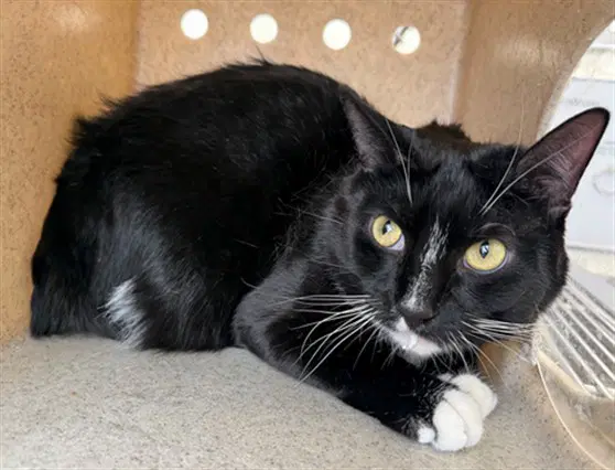 Jonie - Domestic Short Hair