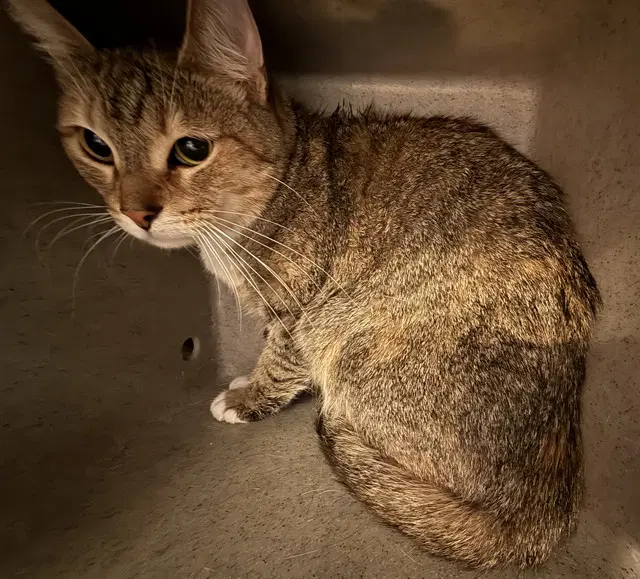 Shade - Domestic Short Hair