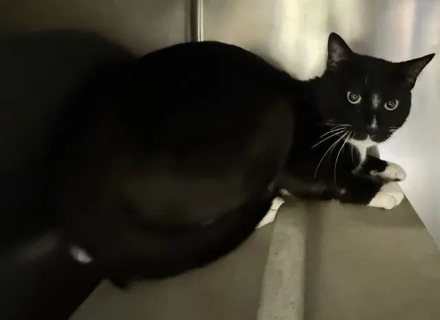 Tommy - Domestic Short Hair