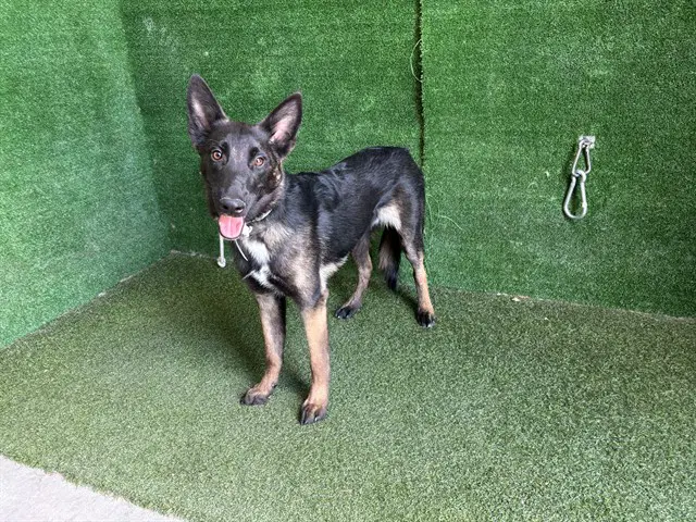 Ramon - German Shepherd Dog