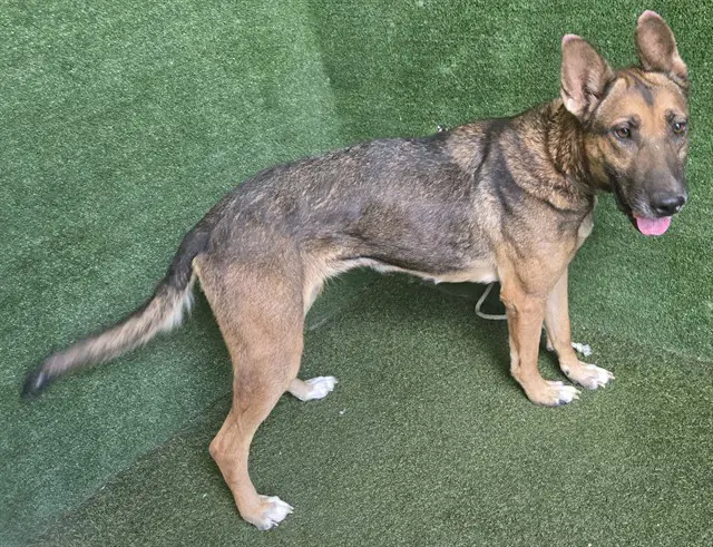 Gypsy - German Shepherd Dog