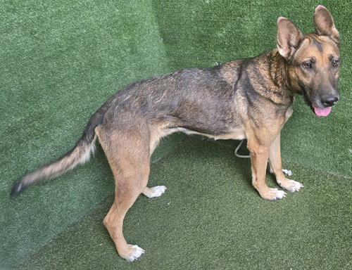 picture of the dog needing adoption