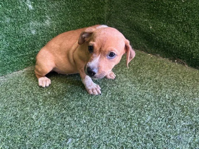 Hazel - Pit Bull Terrier