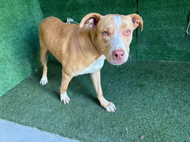 Unknown - Pit Bull Terrier
