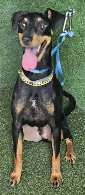 Meech - Miniature Pinscher