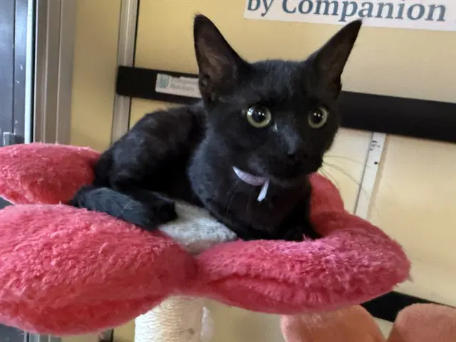 Unknown - Domestic Medium Hair
