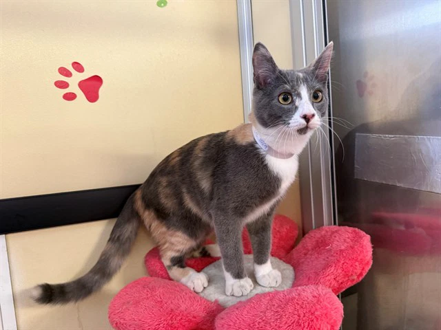 Mimi