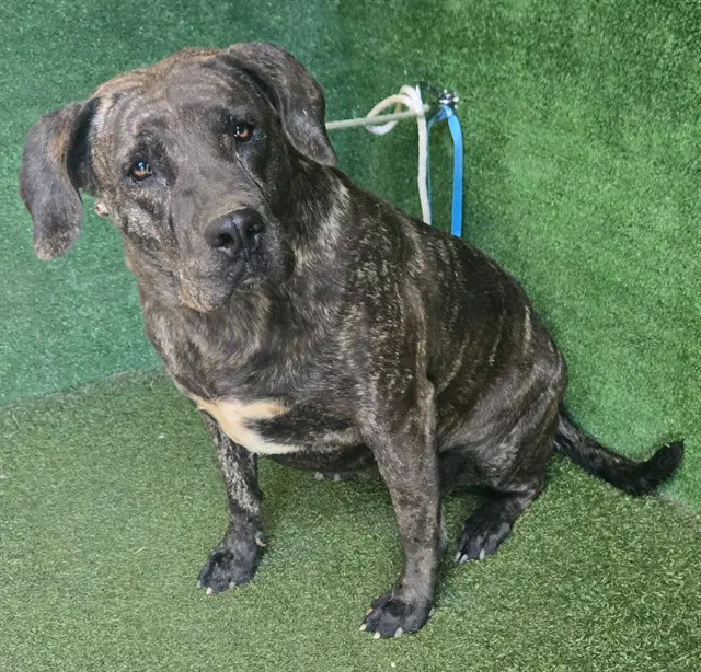 Melly - Mastiff