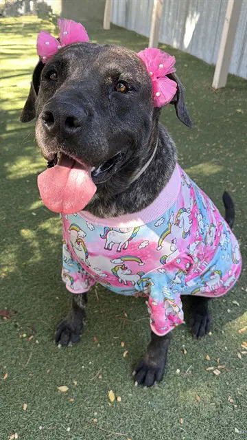 Melly - Mastiff