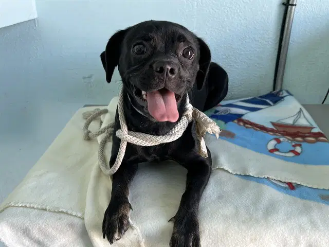 Evanescence - Pug