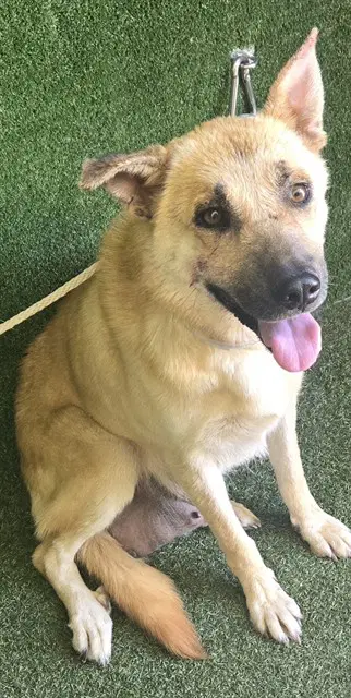 Sweetie - German Shepherd Dog