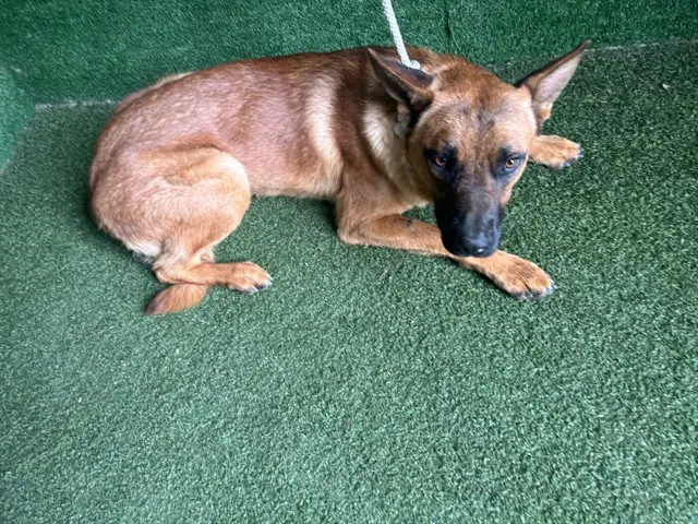 Unknown - German Shepherd Dog