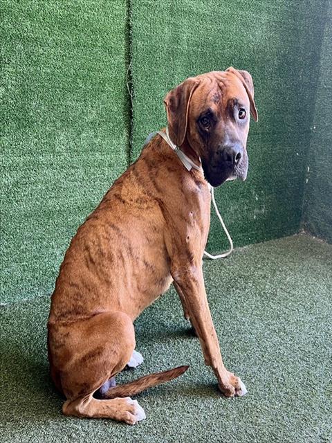 Lucas - Boxer