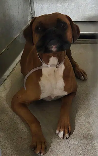 Kyro - Boxer