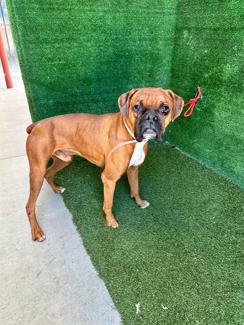 picture of the dog needing adoption