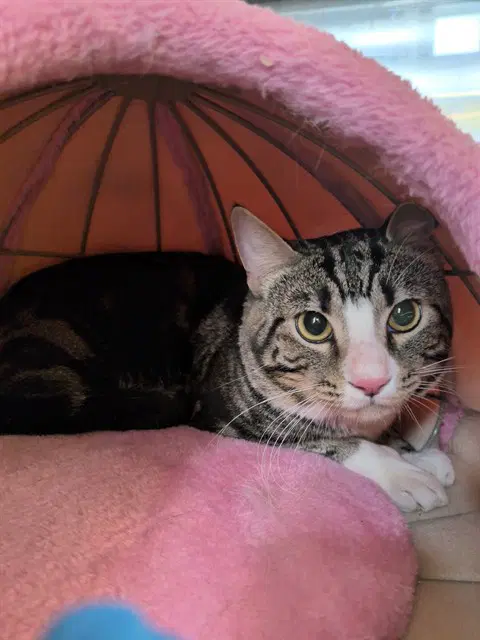 Potato Chip - Domestic Short Hair