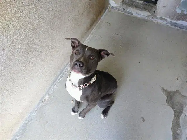 Lucy - Pit Bull Terrier