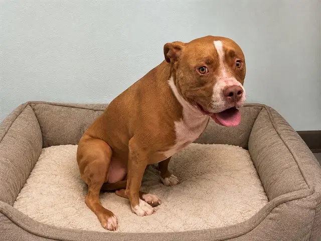 Tamara - Pit Bull Terrier