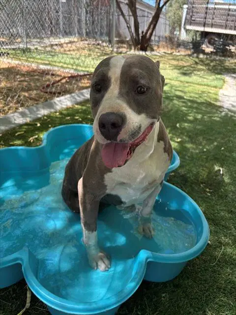Efectivo - Pit Bull Terrier