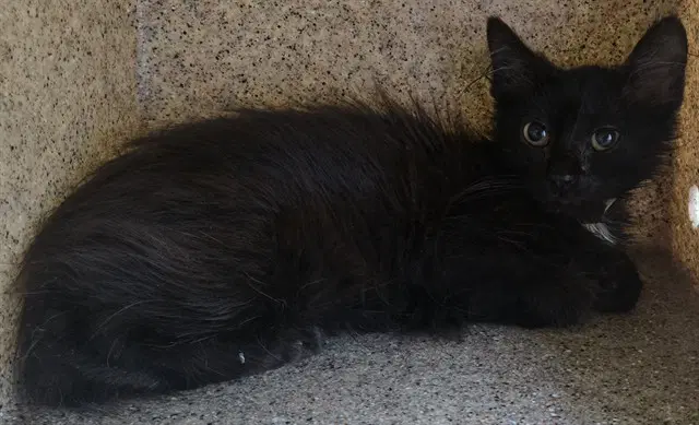 Sunshine - Domestic Long Hair