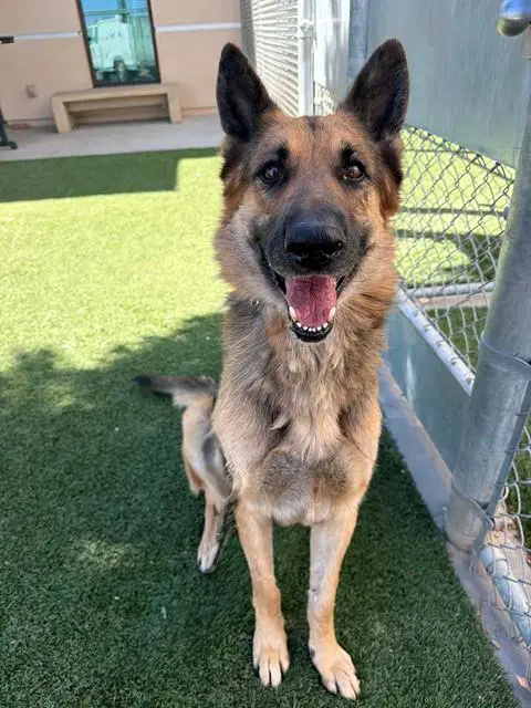 Rocky - German Shepherd Dog