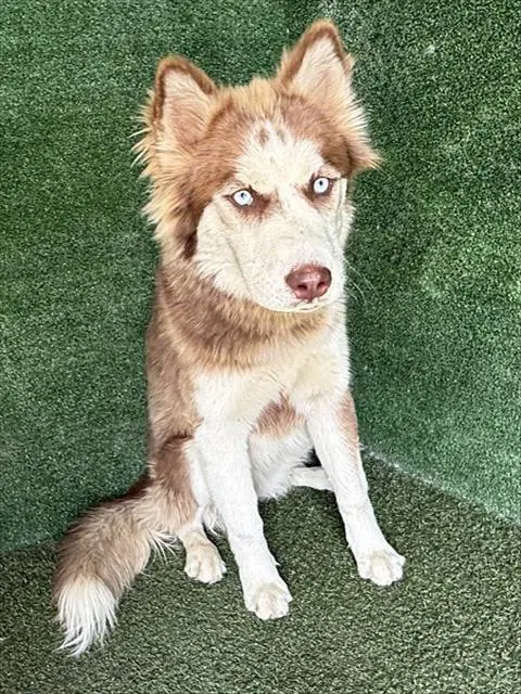 Hasley - Siberian Husky
