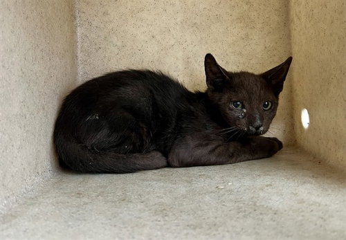 picture of the cat needing adoption
