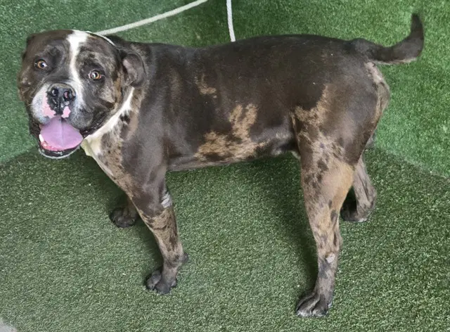 Terance - Pit Bull Terrier