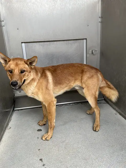 Berry - German Shepherd Dog