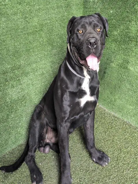 Midnight - Cane Corso Mastiff