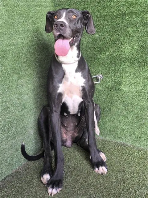 Fiona - Great Dane