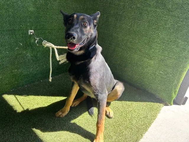 Harrison - German Shepherd Dog