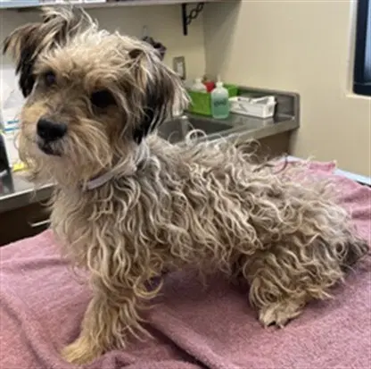 Jannette - Terrier
