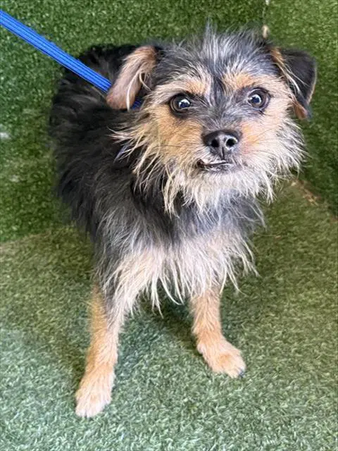Whiskers - Terrier