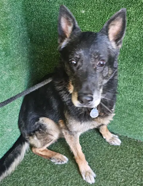 Frankie - German Shepherd Dog